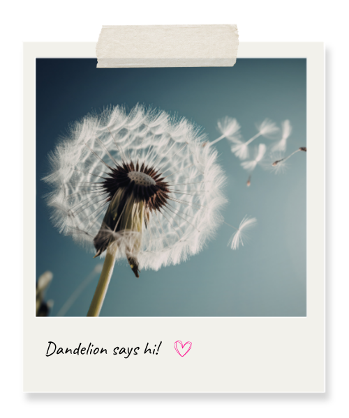 dandelion4
